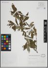 Foto von Salix atrocinerea Brot.